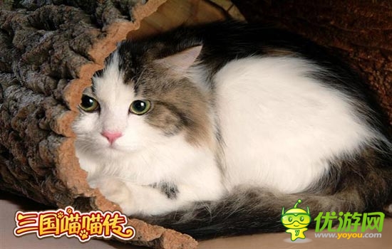 原來(lái)總統(tǒng)也愛(ài)養(yǎng)貓 《三國(guó)喵喵傳》貓靈養(yǎng)成記
